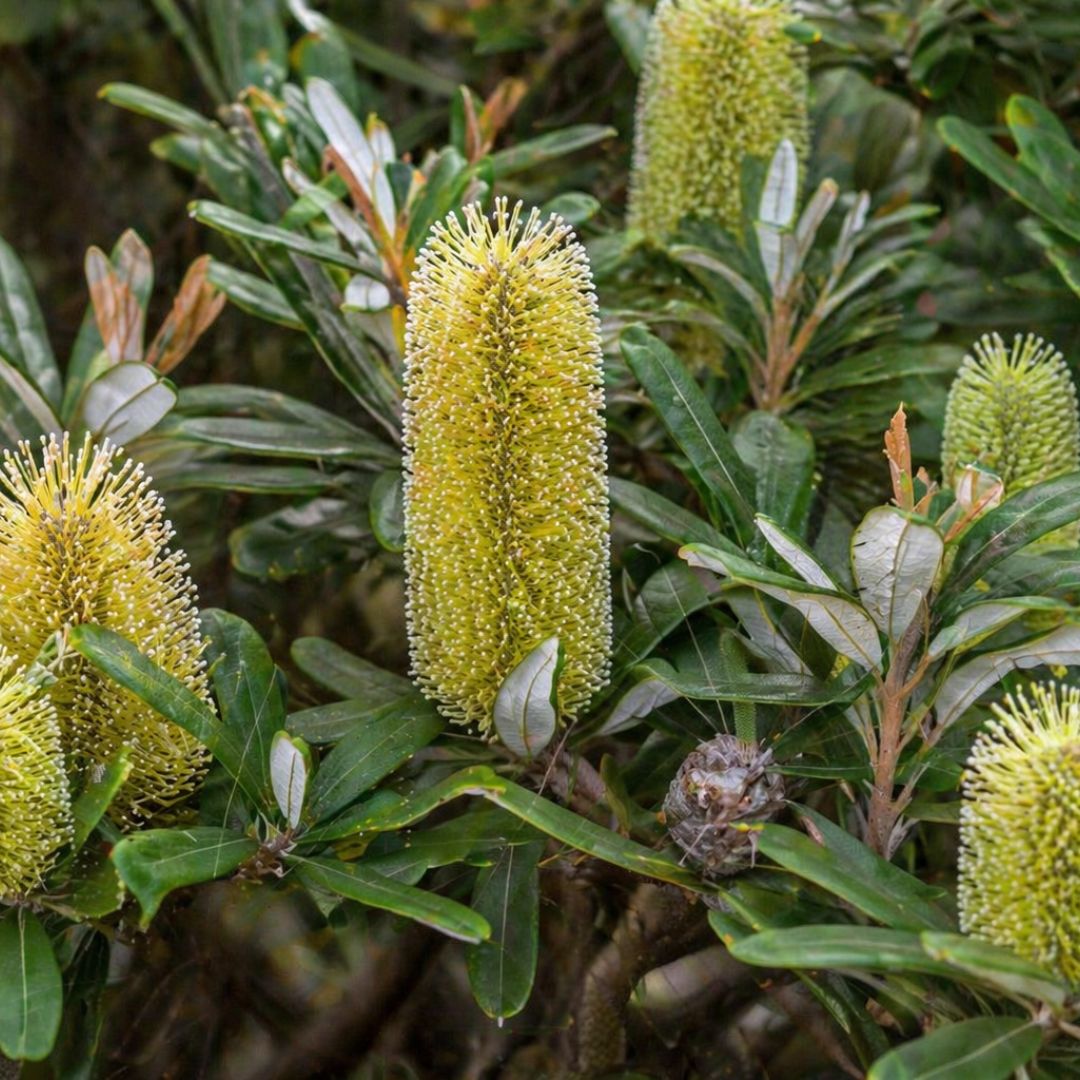 Banksia Shore Thing 140mm