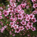 Leptospermum Cardwell 140mm