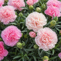 Carnation Pastel 140mm
