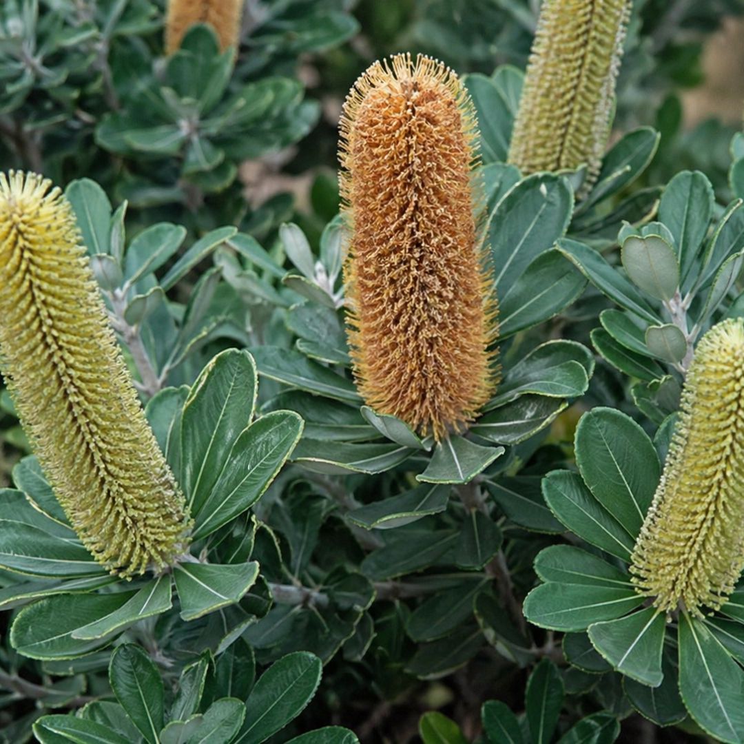 Banksia Roller Coaster 140mm