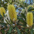 Banksia Integrifolia 140mm