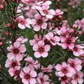 Leptospermum Tickled Pink 140mm
