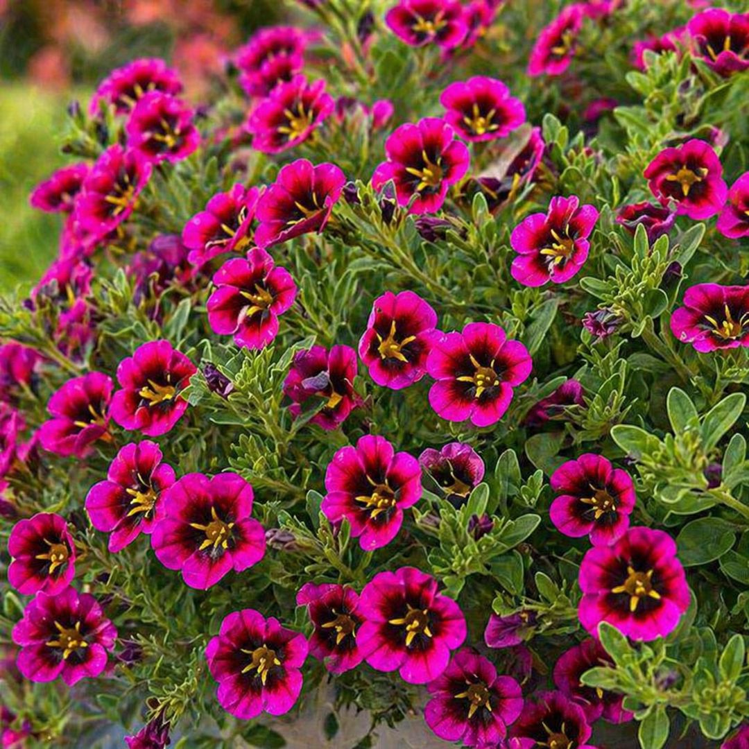 Calibrachoa Goodnight Kiss 200hb