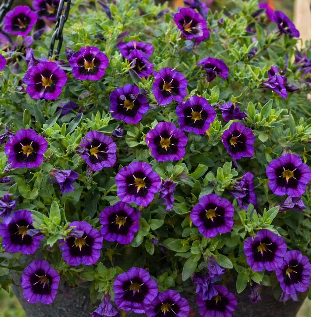 Calibrachoa Midnight Kiss 200hb