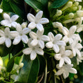 Stephanotis Floribunda 180mm