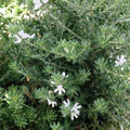 Westringia Zena 140mm