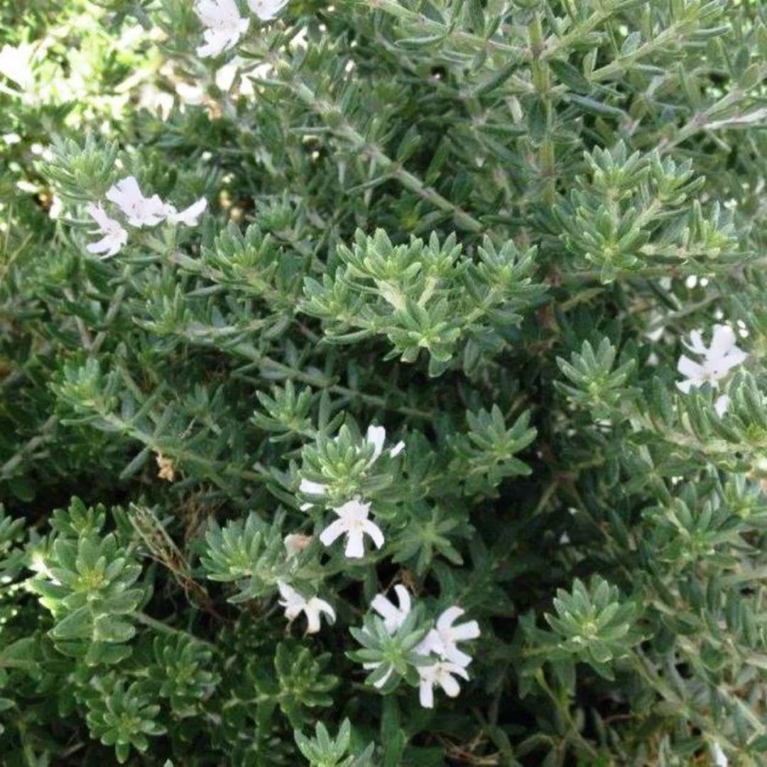 Westringia Zena 140mm