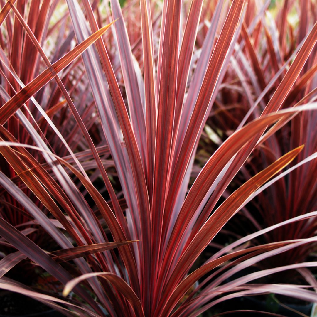 Cordyline Red Sensation 140mm