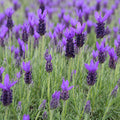 Lavender Sensation Blue 140mm