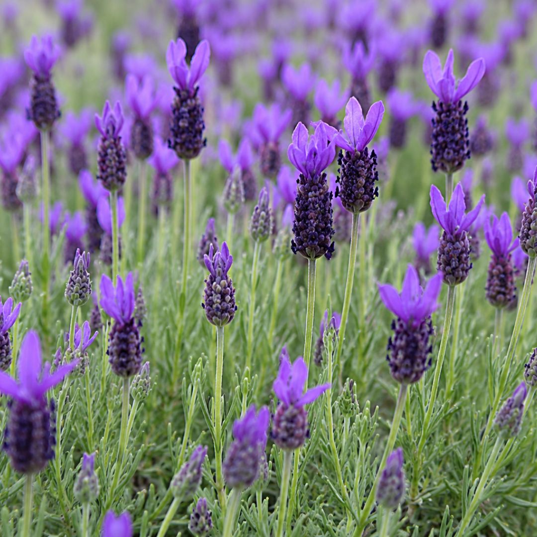 Lavender Sensation Blue 140mm