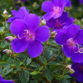 Tibouchina Little Beauty 140mm