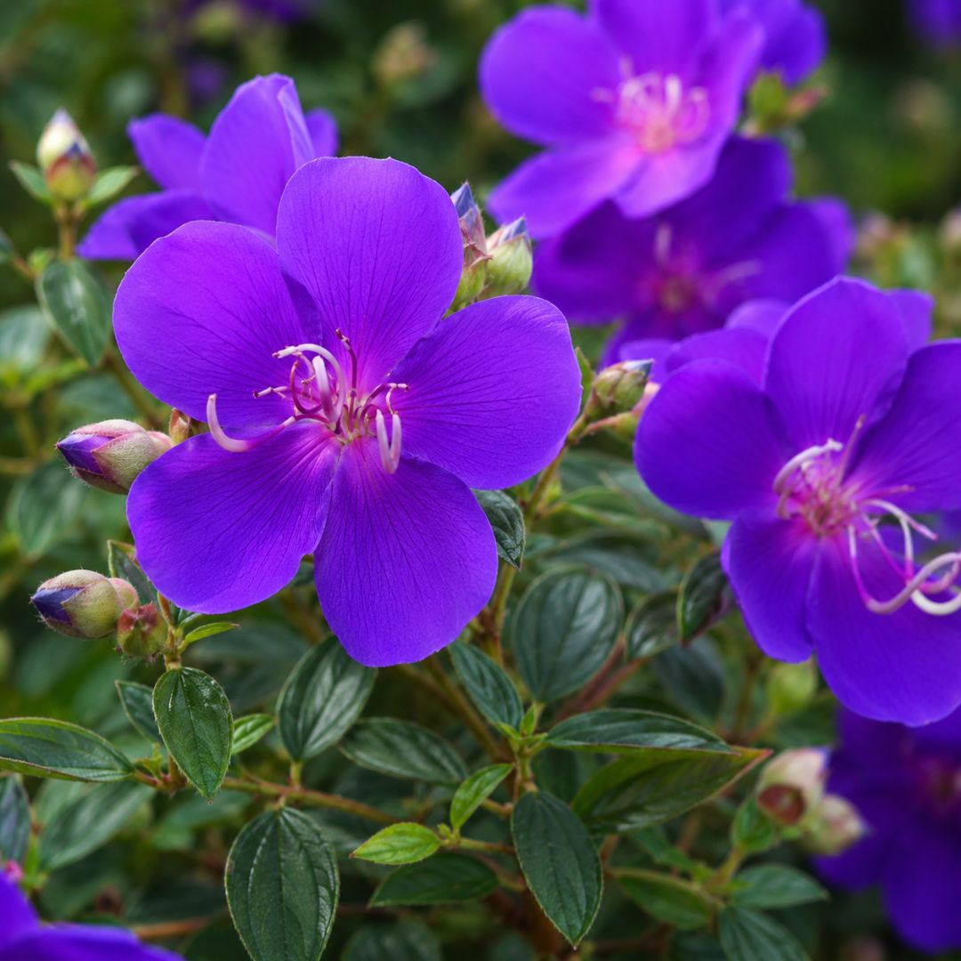 Tibouchina Little Beauty 140mm