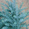 Eucalyptus Baby Blue 140mm