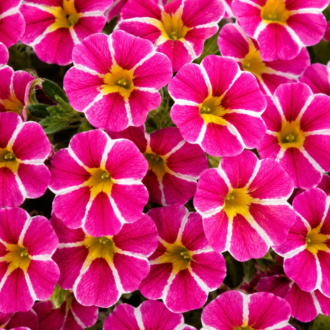 Calibrachoa Pink Bling 140mm