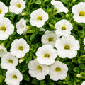Calibrachoa Premium White 140mm