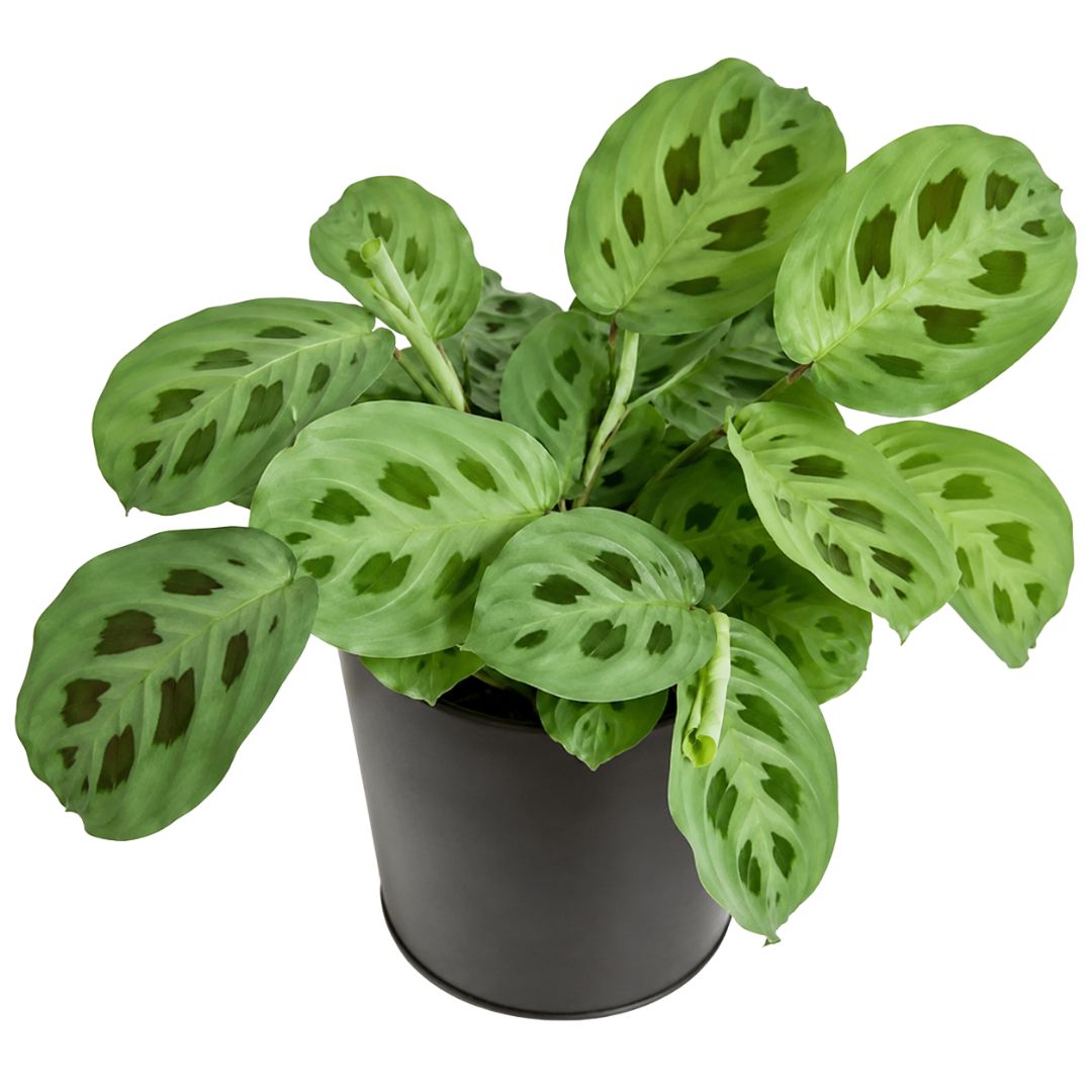 Maranta Leuconeura Var 130mm