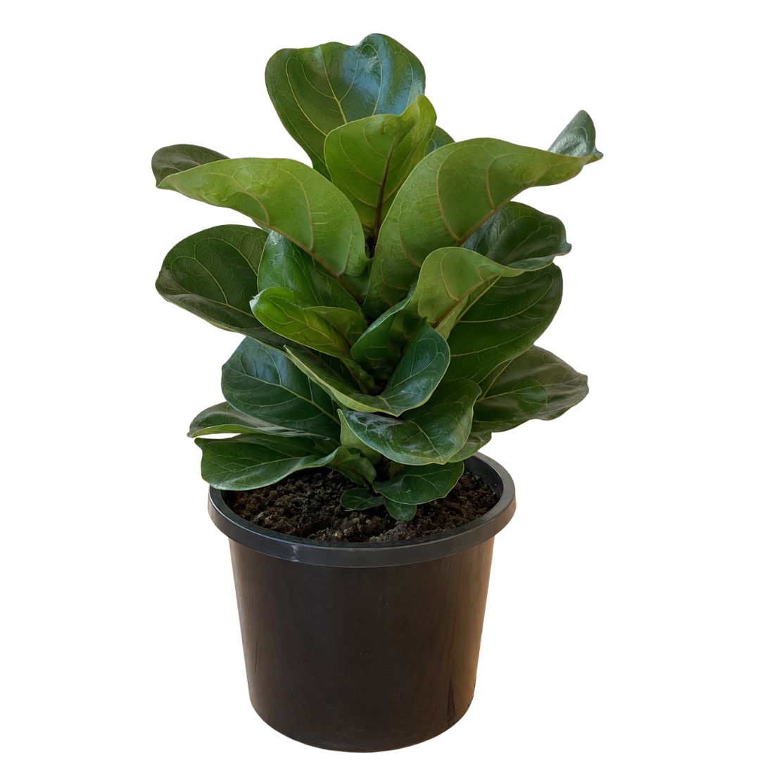 Ficus Lyrata Bambino 200mm