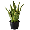 Sansevieria Green Var 200mm