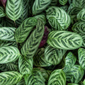 Ctenanthe Burle-marxii 130mm