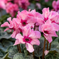 Cyclamen Illusia 130mm