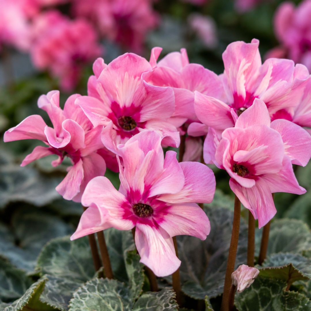 Cyclamen Illusia 130mm