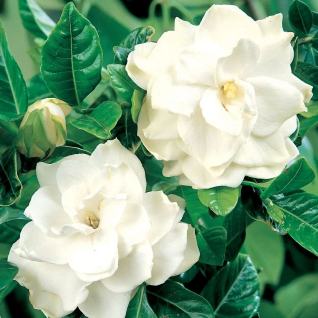 Gardenia Florida 200mm