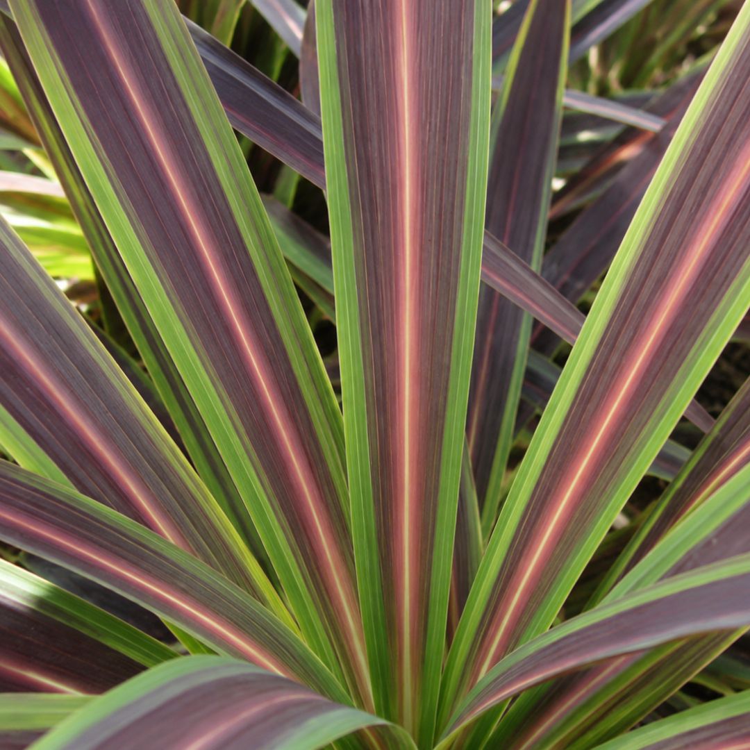 Cordyline Electric Star 140mm