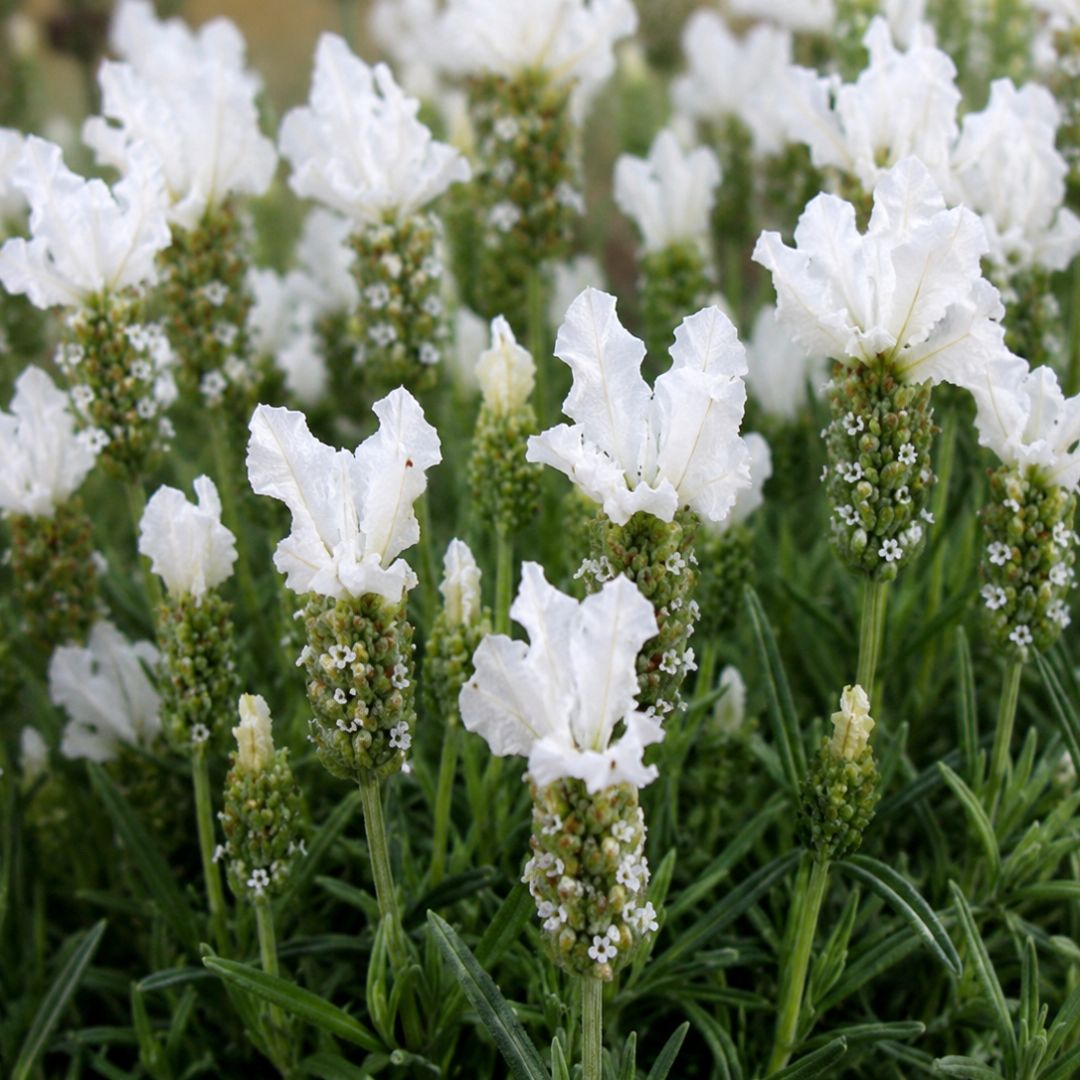Lavender White 140mm