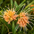 Grevillea Apricot Glow 140mm