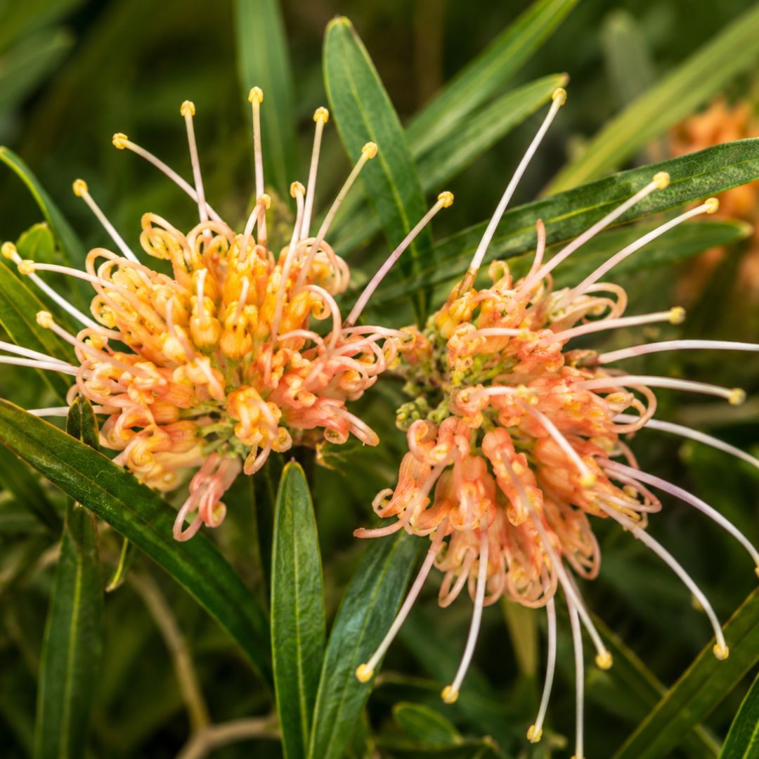 Grevillea Apricot Glow 140mm
