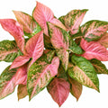 Syngonium Pink Lava 130mm