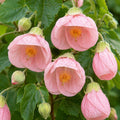 Abutilon Lucky Lantern Pink 140mm