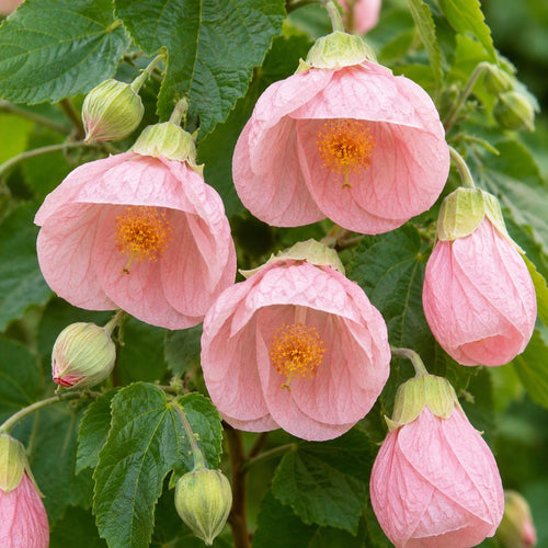 Abutilon Lucky Lantern Pink 140mm