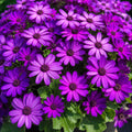 Senecio Magic Purple140mm
