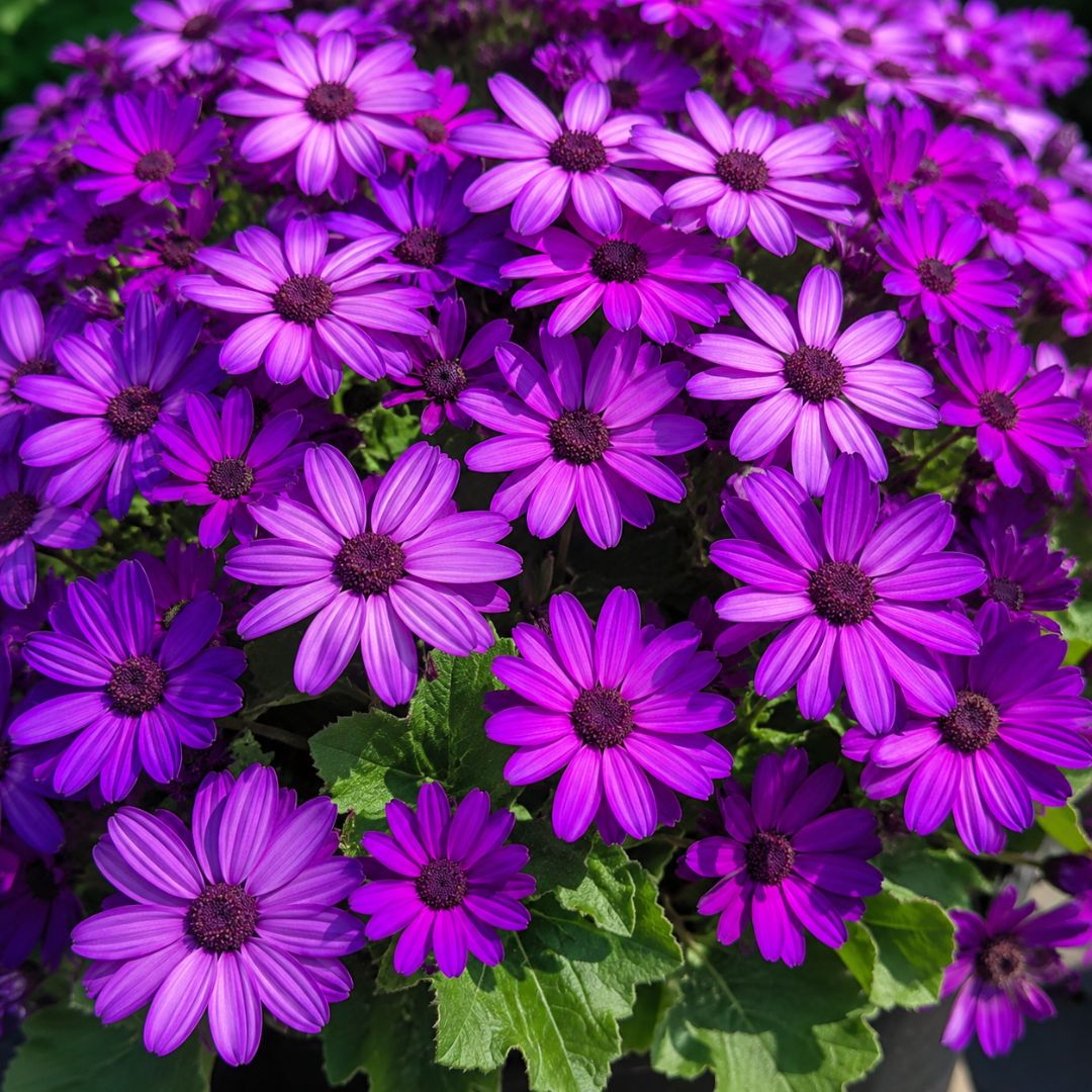 Senecio Magic Purple140mm