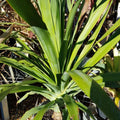 Dracaena Draco Dragon Tree 200mm