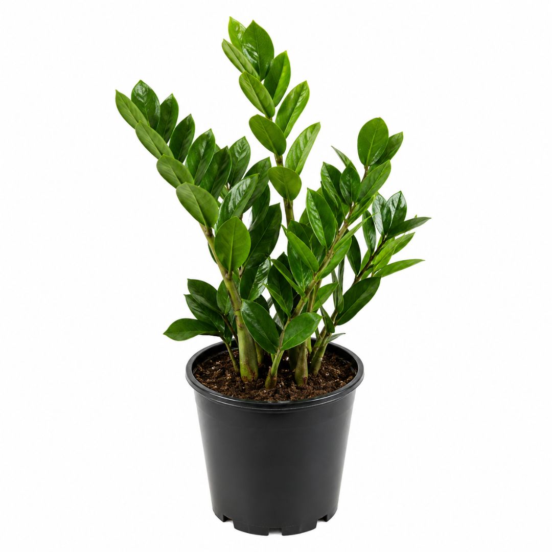 Zamioculcas Zamiifolia 180mm 2