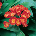 Clivia Belgian Hybrid 200mm