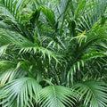 Chamaedorea Seifrizii Bamboo Palm 200mm 
