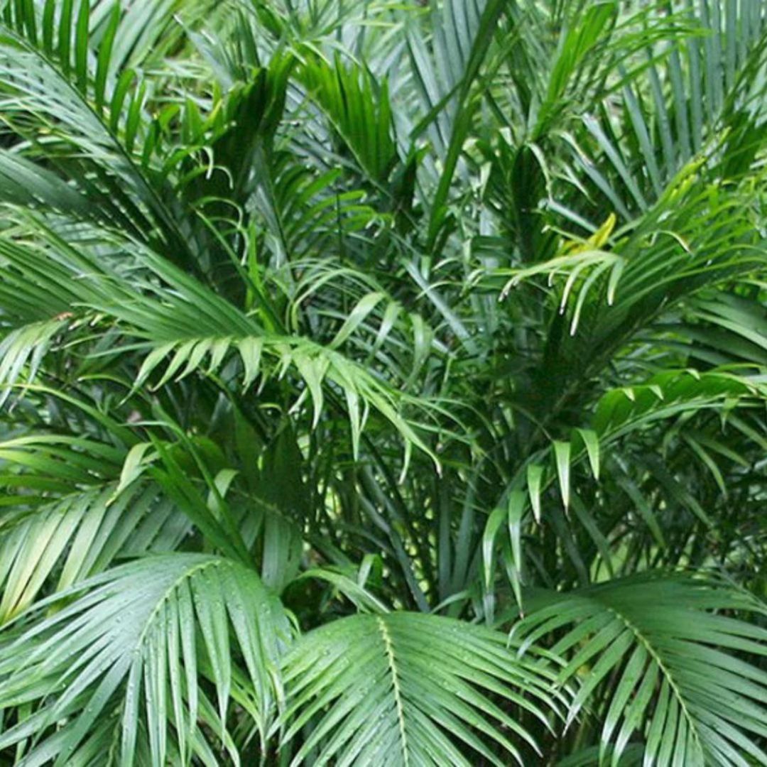 Chamaedorea Seifrizii Bamboo Palm 200mm 