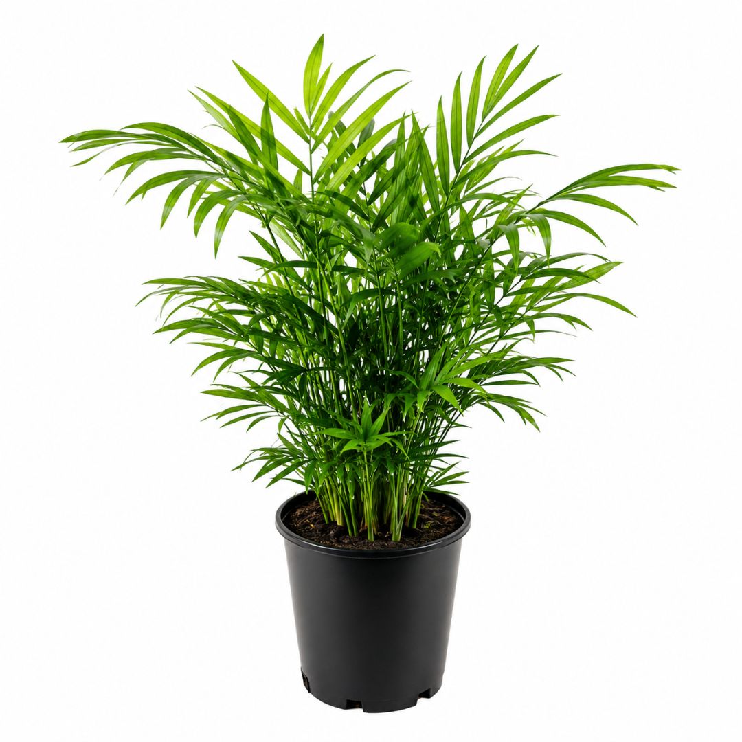 Chamaedorea Elegans Parlour Palm 200mm