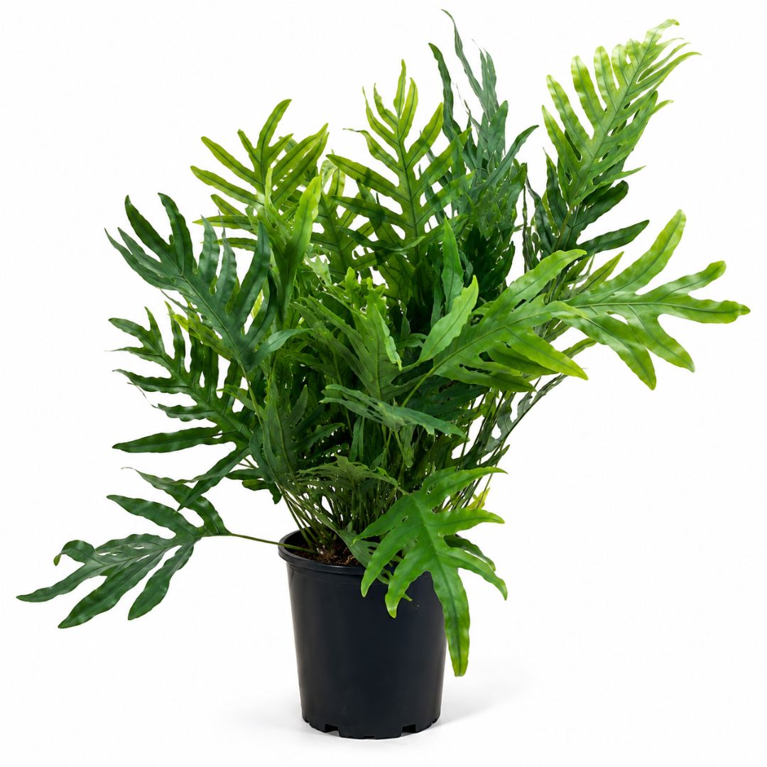 Phlebodium Aureum Blue Star Fern 125mm