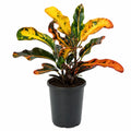 Codiaeum Variegatum Mammy 180mm