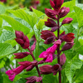 Salvia Lake Strawberry 140mm
