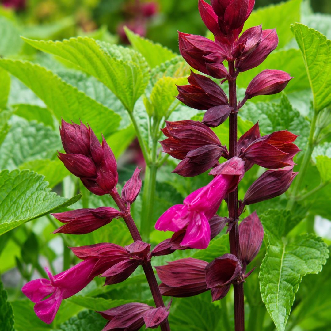 Salvia Lake Strawberry 140mm