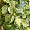 Philodendron Hederaceum Variegated 130mm
