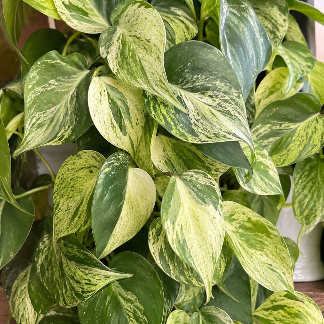 Philodendron Hederaceum Variegated 130mm