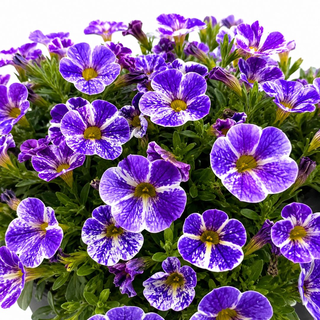 Calibrachoa Blue Splash 140mm