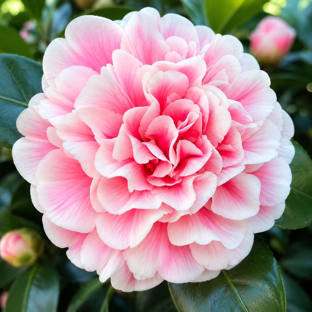 Camellia Volunteer 140mm