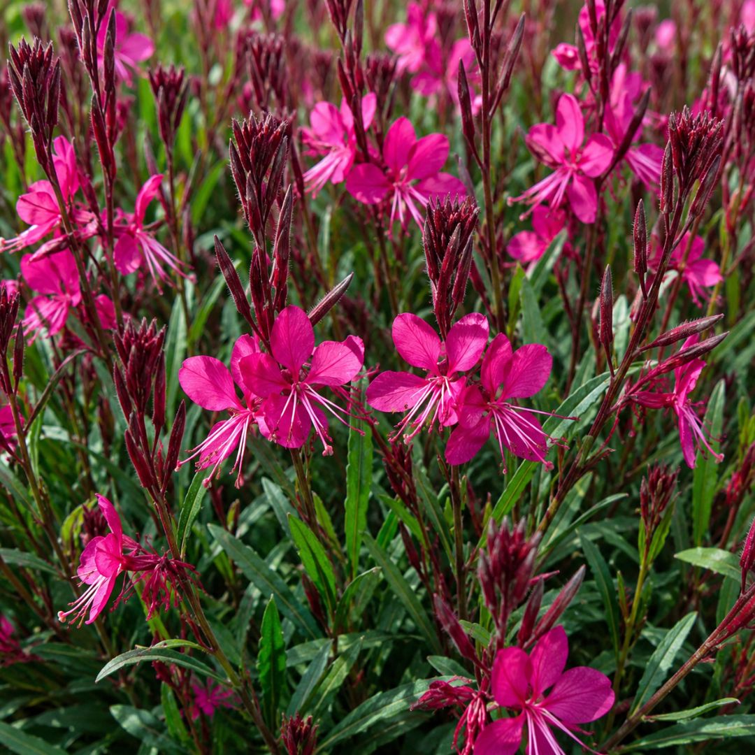 Gaura Belleza Dark Rose 140mm